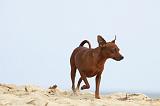 PINSCHER NAIN 032